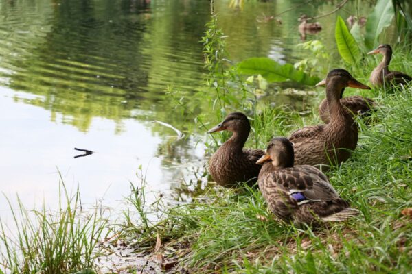 Kaczki nad rzeką, spokój natury przypominający o tym, że w pobliskiej miejscowości jest wypożyczalnia przyczep kempingowych.